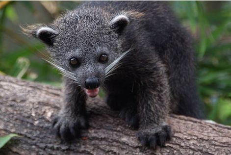 cub.jpg