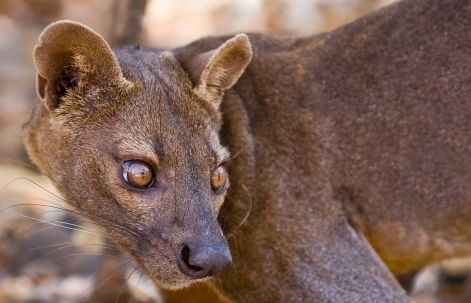 nz-fosa.jpg