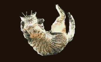 x-1nlopez.gif